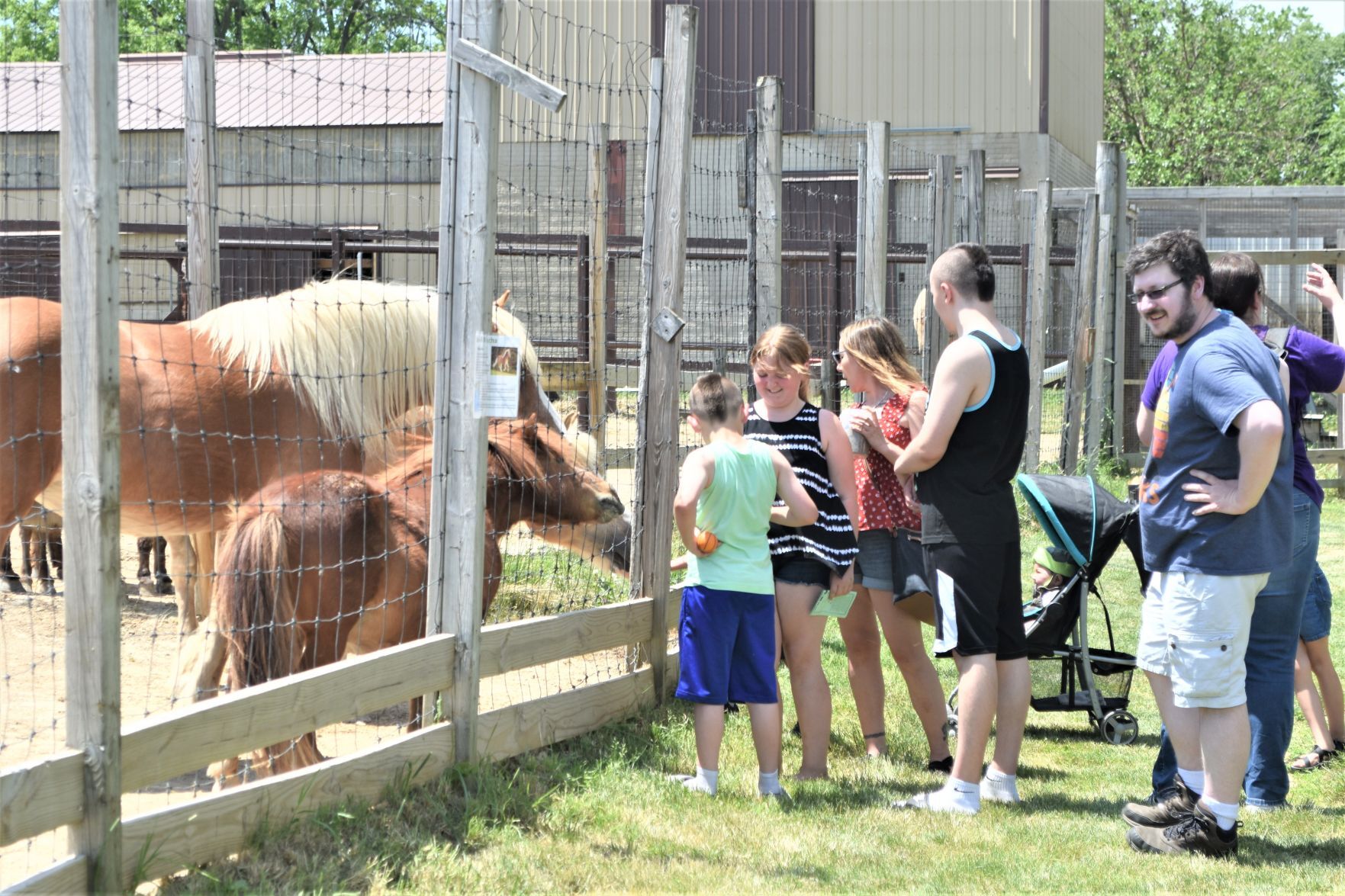 Checking out the ponies